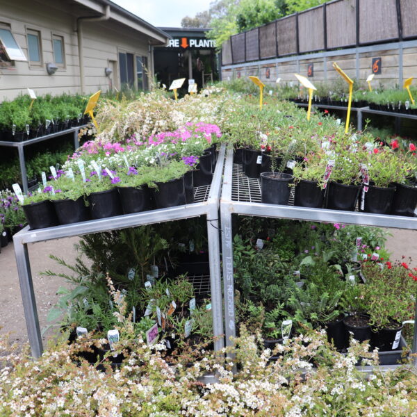$5 Potted Plants SALE!