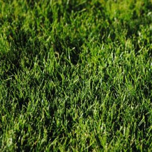 Lawn Mix - Image 2