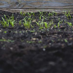 Premium garden soil - Image 2