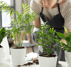 Indoor Plants Melbourne thumbnail