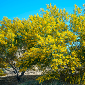 Acacia