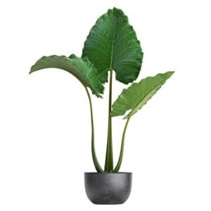 Alocasia