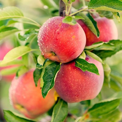 Apple tree | Aumann's Garden Supplies | Melbourne