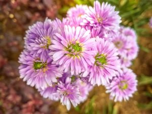 Flowers to Plant in Spring asters