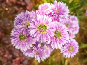 Asters