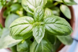 Herbs to Plant in Spring basil