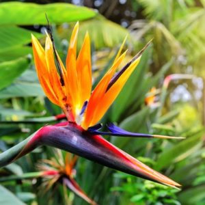 Bird of paradise - Strelitzia