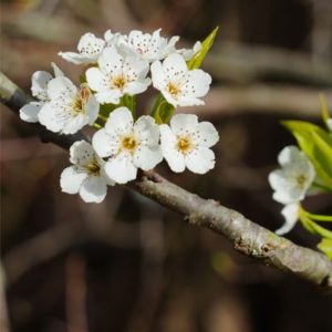 Callery pear - Pyrus calleryana