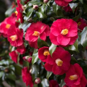 Camellia