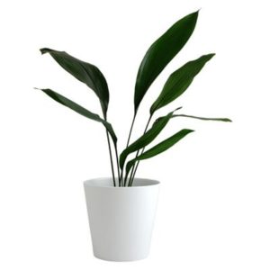 Cast-Iron plant - Aspidistra elatior