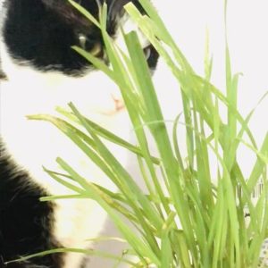 Cat grass plant