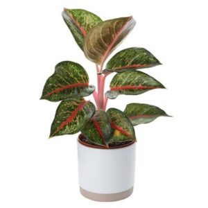 Chinese evergreens - Aglaonema