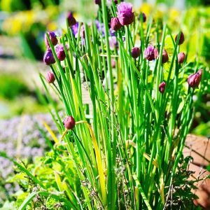 chives