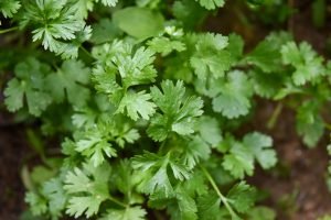 coriander