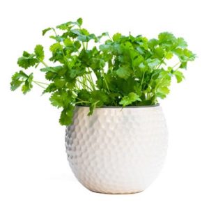 Coriander