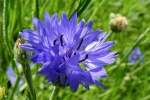 cornflowers