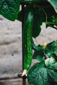 Vegetables to Plant in Spring cucumbers