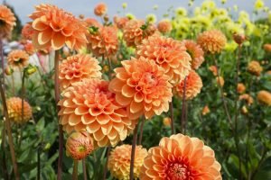 dahlias Flowers to Plant in Spring
