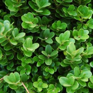 English boxwood