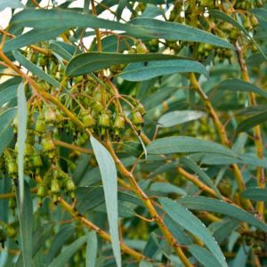 Eucalyptus tree