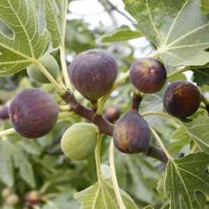 Fig tree