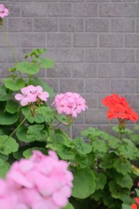 geraniums