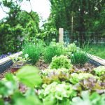 Herbs to Plant in Spring