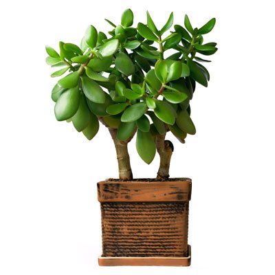 Jade plant - Crassula ovata