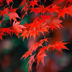 Japanese maple - Acer palmatum