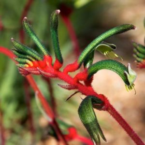 Kangaroo paw plant