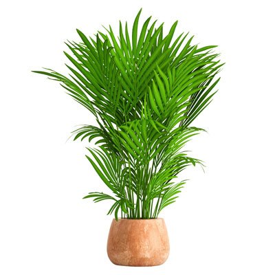 Kentia palm - Howea forsteriana