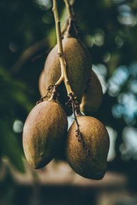 Fruit Trees to Plant in Spring kiwi