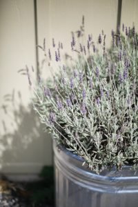 Lavender Flowers to Plant in Spring
