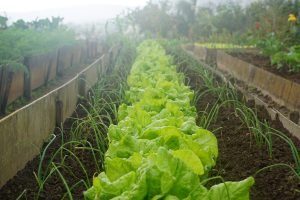 lettuce