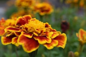 marigolds