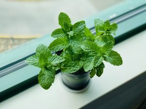 Herbs to Plant in Spring mint