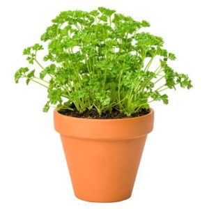 Parsley