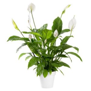 Peace lily - Spathiphyllum