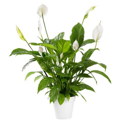 How to Grow Peace Lily