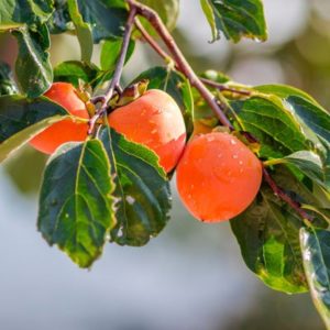 Persimmon tree