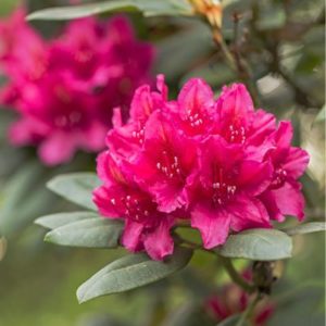 Rhododendron