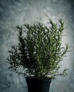 Herbs to Plant in Spring rosemary
