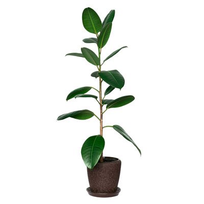Rubber plant - Ficus elastica