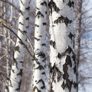 Silver birch - Betula pendula