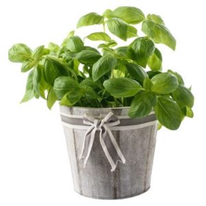 Sweet basil