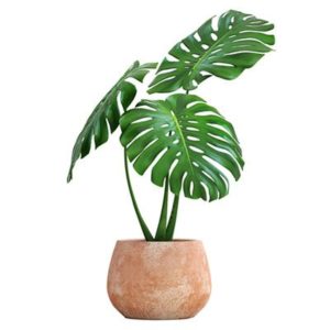 Swiss cheese plant - Monstera deliciosa