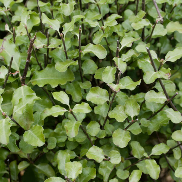 Pittosporum