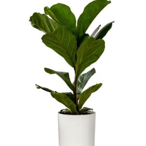 Fiddle Leaf Fig Tree