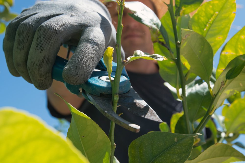 caring for citrus