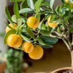 citrus tree